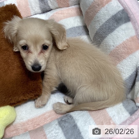 東京都のミニチュアダックスフンド(ロング) (ペットプラス 立川高島屋S.C.店/2025年12月27日生まれ/女の子/イエロー)の子犬の4枚目の画像