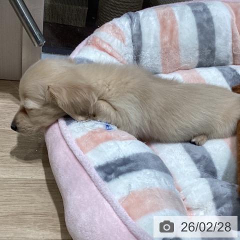 東京都のミニチュアダックスフンド(ロング) (ペットプラス 立川高島屋S.C.店/2025年12月27日生まれ/女の子/イエロー)の子犬の3枚目の画像