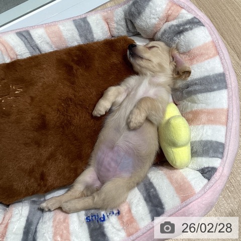 東京都のミニチュアダックスフンド(ロング) (ペットプラス 立川高島屋S.C.店/2025年12月27日生まれ/女の子/イエロー)の子犬の3枚目の画像