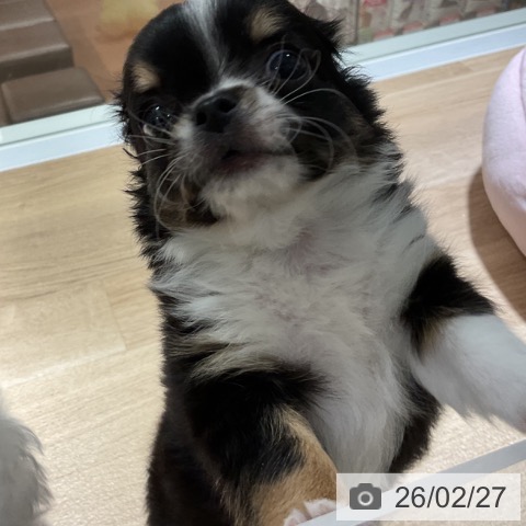 神奈川県のチワワ(ロング) (ペットプラス 湘南平塚店/2025年12月27日生まれ/男の子/ブラックタンホワイト)の子犬の4枚目の画像