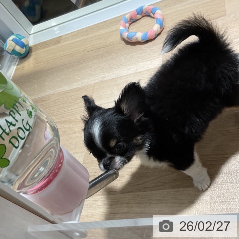 神奈川県のチワワ(ロング) (ペットプラス 湘南平塚店/2025年12月27日生まれ/男の子/ブラックタンホワイト)の子犬の3枚目の画像