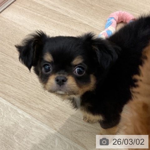 群馬県のチワワ(ロング) (ペットプラス イオンモール太田店/2025年12月27日生まれ/男の子/ブラックタンホワイト)の子犬の4枚目の画像