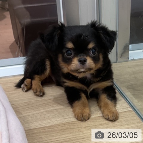 群馬県のチワワ(ロング) (ペットプラス イオンモール太田店/2025年12月27日生まれ/男の子/ブラックタンホワイト)の子犬の3枚目の画像