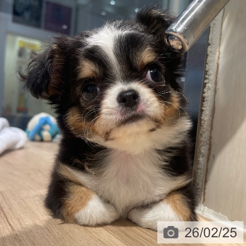 東京都のチワワ(ロング) (ペットプラス 東久留米店/2025年12月27日生まれ/女の子/ブラックタンホワイト)の子犬の3枚目の画像