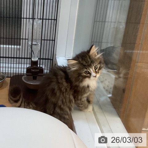 埼玉県のノルウェージャンフォレストキャット (ペッツワン 浦和美園店/2025年12月27日生まれ/男の子/ブラウンタビーホワイト)の子猫の4枚目の画像