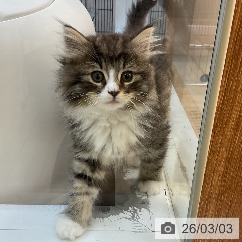 埼玉県のノルウェージャンフォレストキャット (ペッツワン 浦和美園店/2025年12月27日生まれ/男の子/ブラウンタビーホワイト)の子猫の3枚目の画像