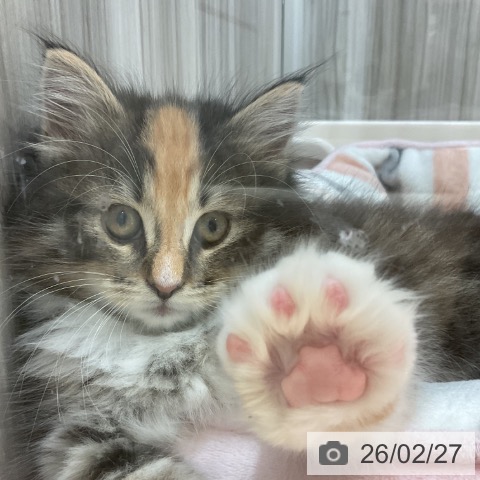 ノルウェージャンフォレストキャットの写真