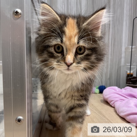 群馬県のノルウェージャンフォレストキャット (ペットプラス イオンモール太田店/2025年12月27日生まれ/女の子/ブラウンパッチドタビーホワイト)の子猫の3枚目の画像