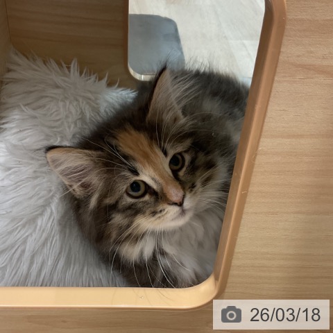 群馬県のノルウェージャンフォレストキャット (ペットプラス イオンモール太田店/2025年12月27日生まれ/女の子/ブラウンパッチドタビーホワイト)の子猫の4枚目の画像