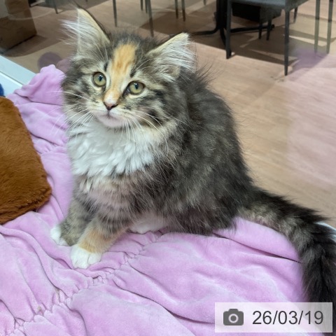 群馬県のノルウェージャンフォレストキャット (ペットプラス イオンモール太田店/2025年12月27日生まれ/女の子/ブラウンパッチドタビーホワイト)の子猫の3枚目の画像