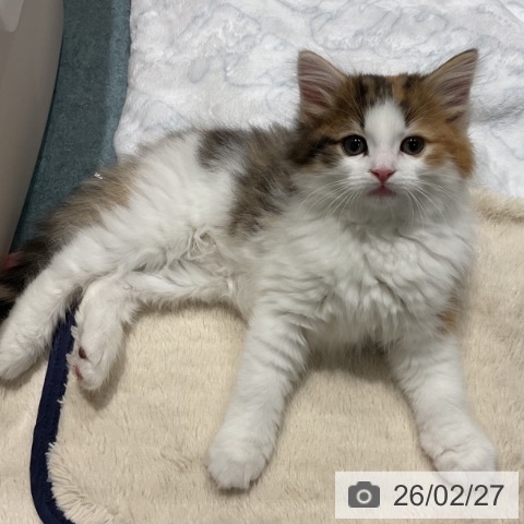 ノルウェージャンフォレストキャットの写真