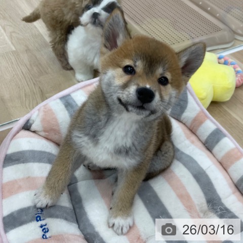 神奈川県の柴犬(標準サイズ) (ペットプラス 相模原並木店/2025年12月27日生まれ/女の子/赤)の子犬の4枚目の画像