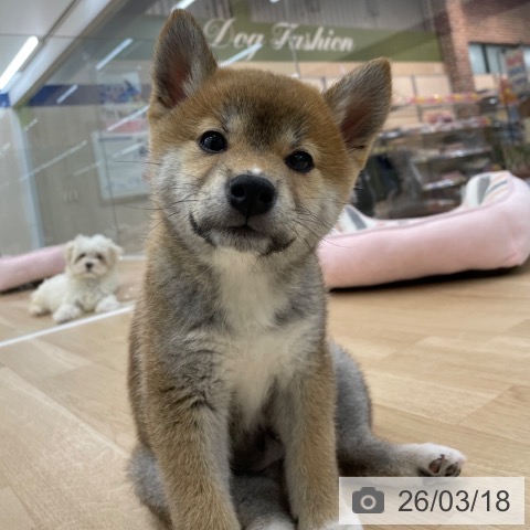 神奈川県の柴犬(標準サイズ) (ペットプラス 相模原並木店/2025年12月27日生まれ/女の子/赤)の子犬の4枚目の画像