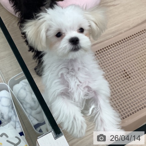 マルチーズの写真