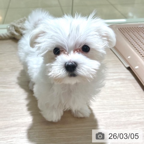 東京都のマルチーズ (ペットプラス 板橋店/2025年12月26日生まれ/女の子/ホワイト)の子犬の4枚目の画像