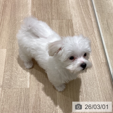 宮城県のマルチーズ (ペットプラス 仙台上杉店/2025年12月26日生まれ/女の子/ホワイト)の子犬の4枚目の画像