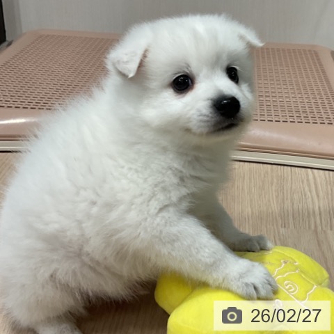 日本スピッツの写真