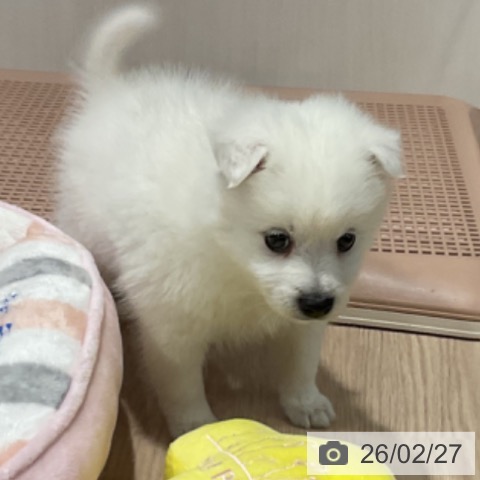 日本スピッツの写真