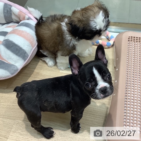 フレンチ・ブルドッグの写真