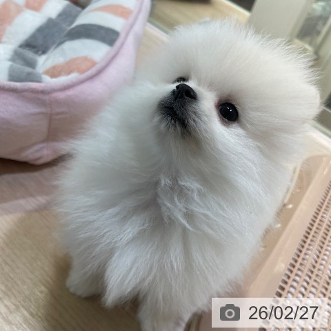 ポメラニアンの写真