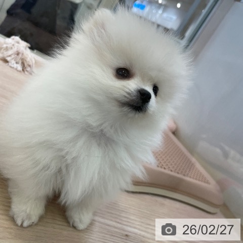 ポメラニアンの写真