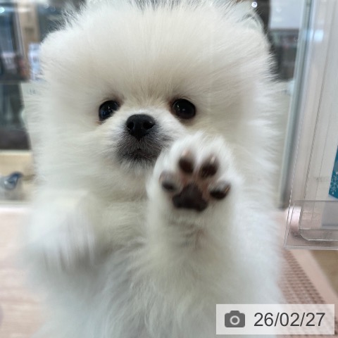 ポメラニアンの写真