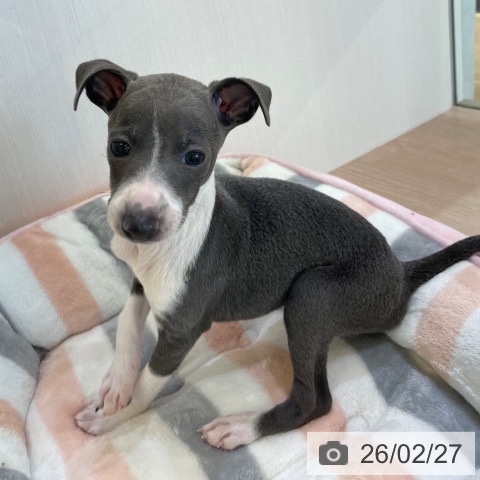 千葉県のイタリアングレーハウンド (ペットプラス 幕張新都心店/2025年12月25日生まれ/男の子/ブルーホワイトマーキングス)の子犬の4枚目の画像