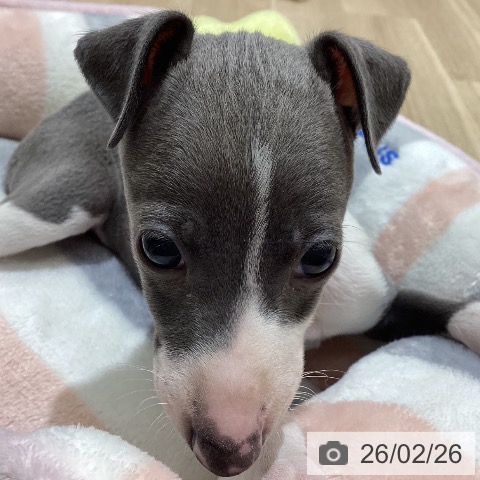 イタリアン・グレーハウンドの写真