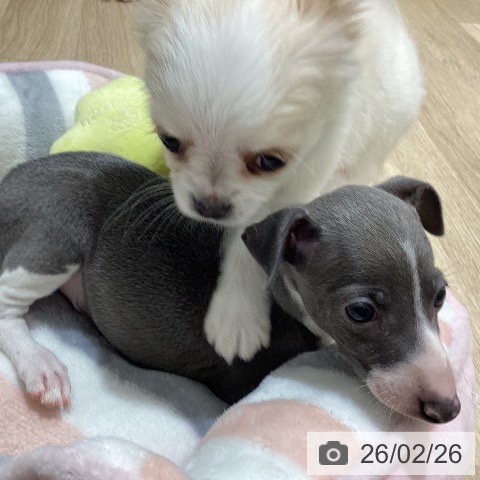 イタリアン・グレーハウンドの写真