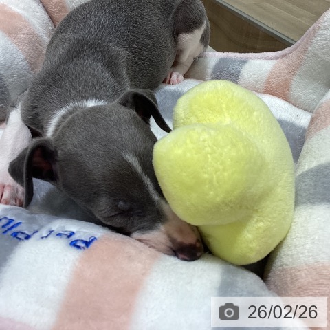 イタリアン・グレーハウンドの写真