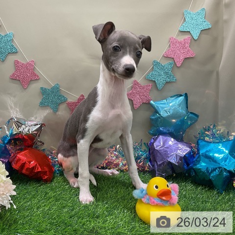 千葉県のイタリアングレーハウンド (ペットプラス コトエ流山おおたかの森店/2025年12月25日生まれ/女の子/ブルーホワイトマーキングス)の子犬の4枚目の画像