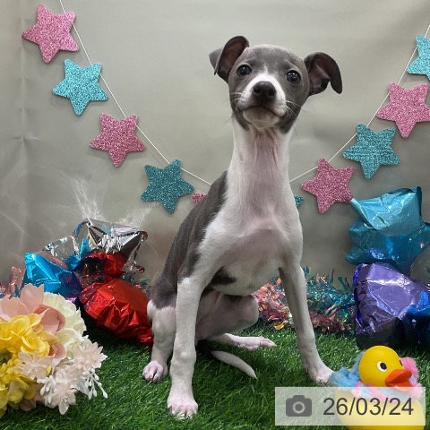 千葉県のイタリアングレーハウンド (ペットプラス コトエ流山おおたかの森店/2025年12月25日生まれ/女の子/ブルーホワイトマーキングス)の子犬の3枚目の画像