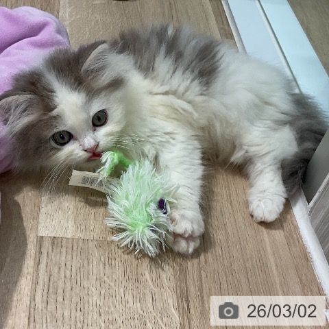 神奈川県のスコティッシュフォールド (ペットプラス 天王町店/2025年12月21日生まれ/男の子/ブルーホワイト)の子猫の4枚目の画像