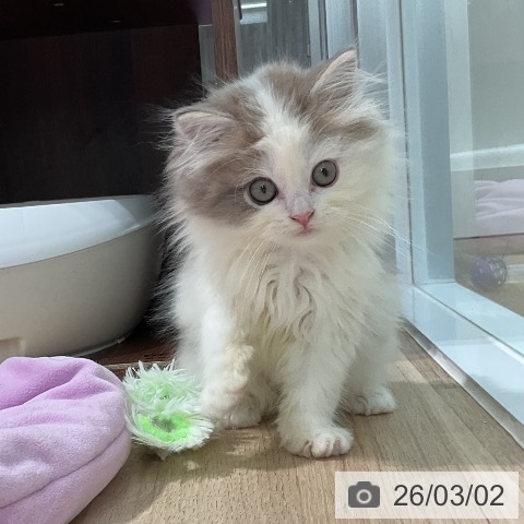 神奈川県のスコティッシュフォールド (ペットプラス 天王町店/2025年12月21日生まれ/男の子/ブルーホワイト)の子猫の3枚目の画像