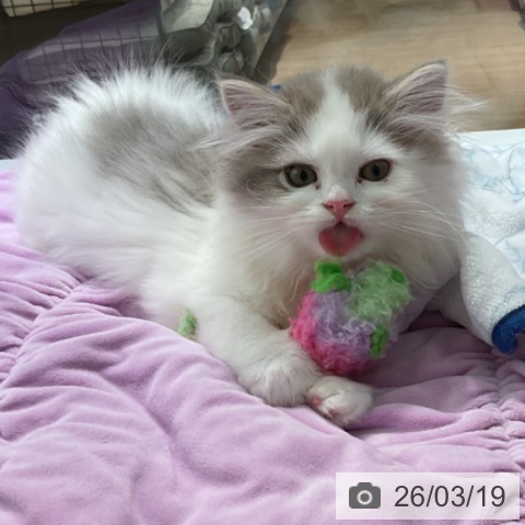 神奈川県のスコティッシュフォールド (ペットプラス 天王町店/2025年12月21日生まれ/男の子/ブルーホワイト)の子猫の3枚目の画像