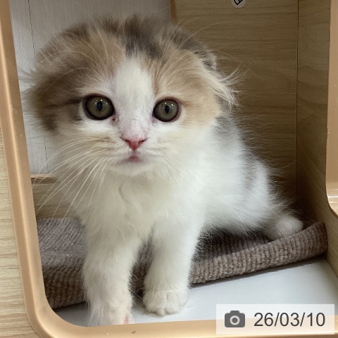宮城県のスコティッシュフォールド (ペットプラス 仙台上杉店/2025年12月21日生まれ/女の子/ダイリュートキャリコ)の子猫の4枚目の画像