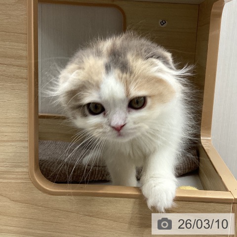 宮城県のスコティッシュフォールド (ペットプラス 仙台上杉店/2025年12月21日生まれ/女の子/ダイリュートキャリコ)の子猫の3枚目の画像