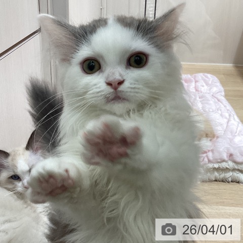 埼玉県のマンチカン (ペットプラス ピオニウォーク東松山店/2025年12月20日生まれ/男の子/シルバータビーホワイト)の子猫の4枚目の画像