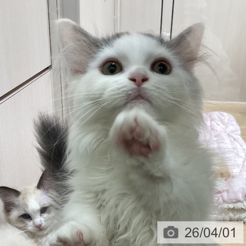 埼玉県のマンチカン (ペットプラス ピオニウォーク東松山店/2025年12月20日生まれ/男の子/シルバータビーホワイト)の子猫の3枚目の画像