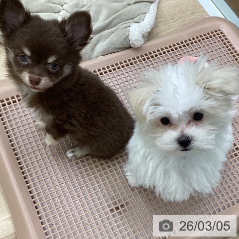 福島県のチワワ(ロング) (ペットプラス 福島店/2025年12月27日生まれ/男の子/チョコレートタンホワイト)の子犬の3枚目の画像