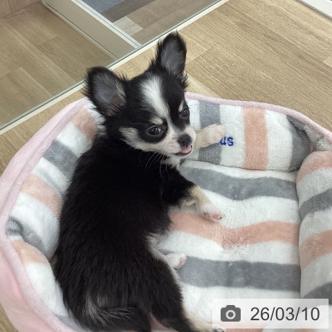 山梨県のチワワ(ロング) (ペットプラス 甲府国母店/2025年12月27日生まれ/女の子/ブラックタンホワイト)の子犬の4枚目の画像