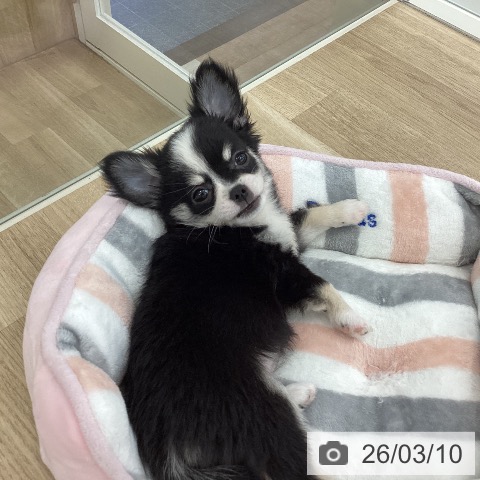 山梨県のチワワ(ロング) (ペットプラス 甲府国母店/2025年12月27日生まれ/女の子/ブラックタンホワイト)の子犬の3枚目の画像