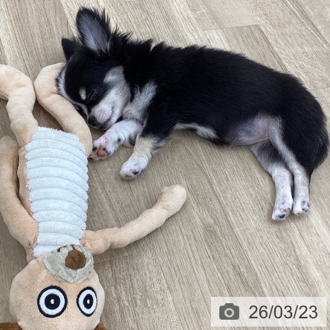 長野県のチワワ(ロング) (ペットプラス 松本店/2025年12月27日生まれ/女の子/ブラックタンホワイト)の子犬の3枚目の画像