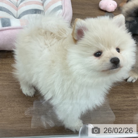 千葉県のポメラニアン (ペッツワン 千葉ニュータウン店/2025年12月27日生まれ/男の子/クリーム)の子犬の3枚目の画像