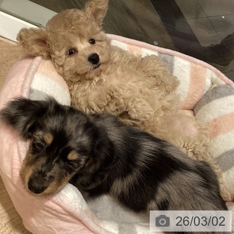 東京都のトイプードル(トイ) (ペットプラス むさし村山店/2025年12月27日生まれ/女の子/クリーム)の子犬の3枚目の画像