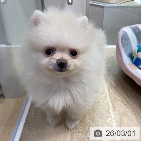 ポメラニアンの写真