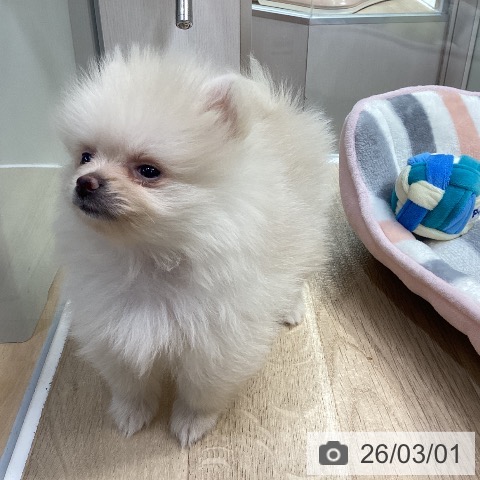 ポメラニアンの写真