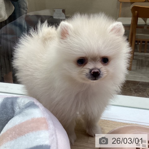 ポメラニアンの写真
