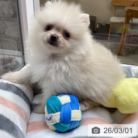ポメラニアンの写真