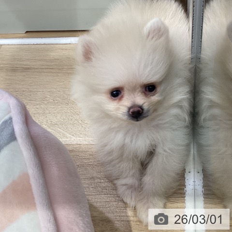 ポメラニアンの写真